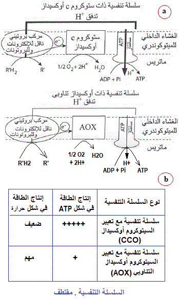 chaîne respiratoire